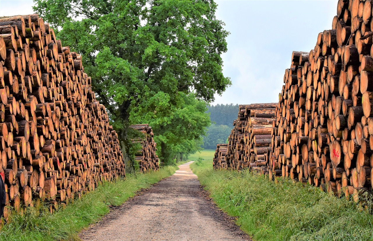 Troncos de madera regional apilados junto a un camino forestal